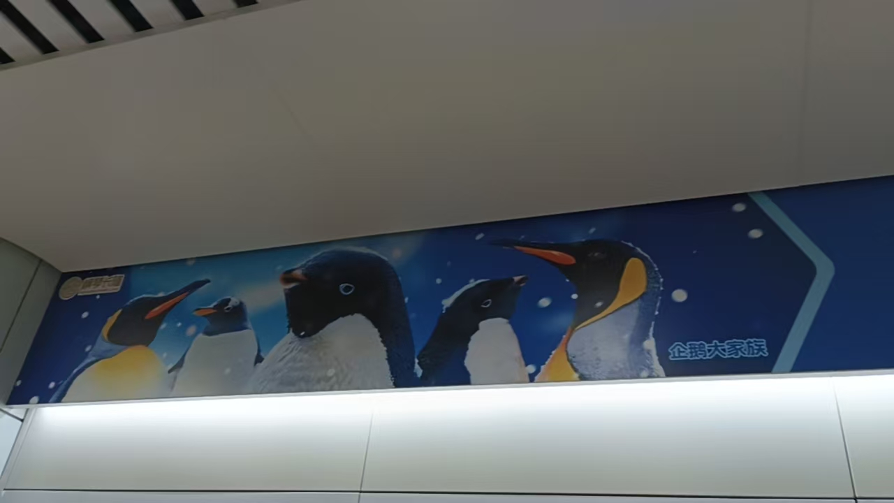 企鹅大家族·长隆